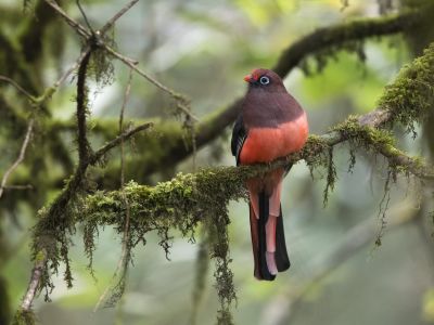Inde - Nord-est de l'Inde : Grande expédition ornithologique - Des marais du Brahmapoutre aux forêts de Namdapha