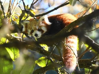 Panda roux