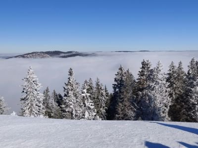 France - Raquettes dans les Alpes du Sud : sur les traces de la faune sauvage